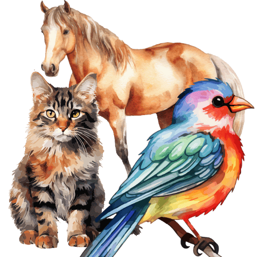 Animals & Birds